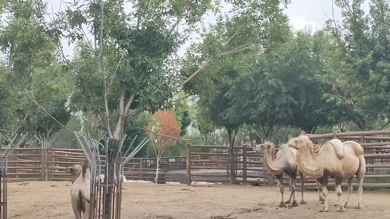 strong camel