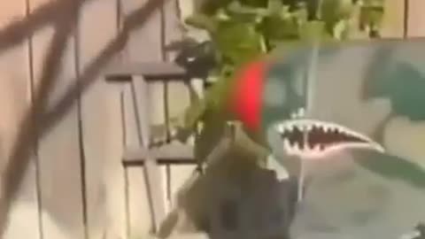 Try not to laugh funny animals 😹 #shorts