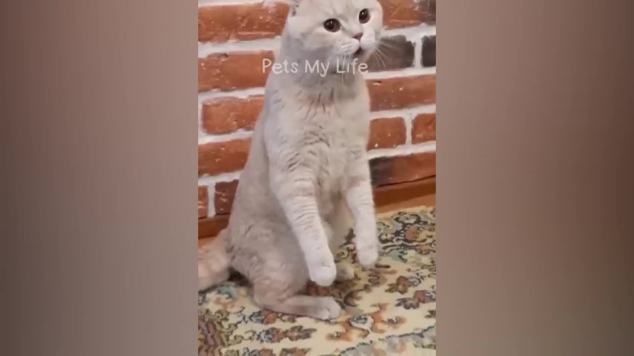 #Funny Cat_ Video #