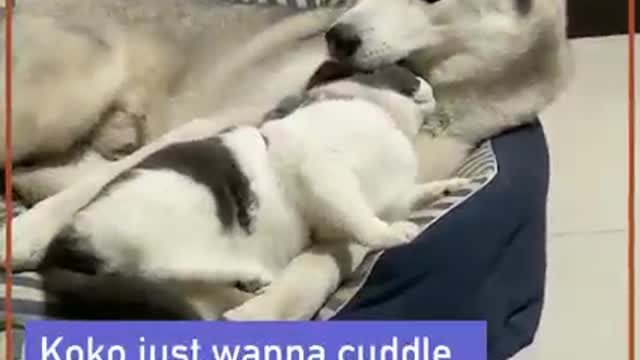 Ruff day? let's cuddle.