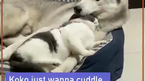 Ruff day? let's cuddle.