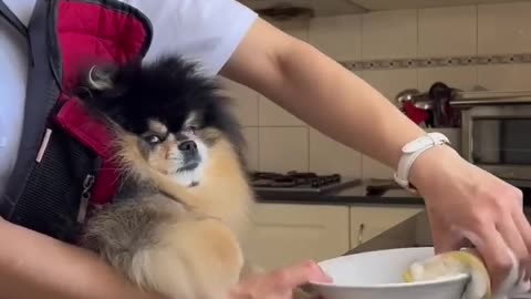 Getting Things Done At Home With A Clingy Dog Be Like 😆