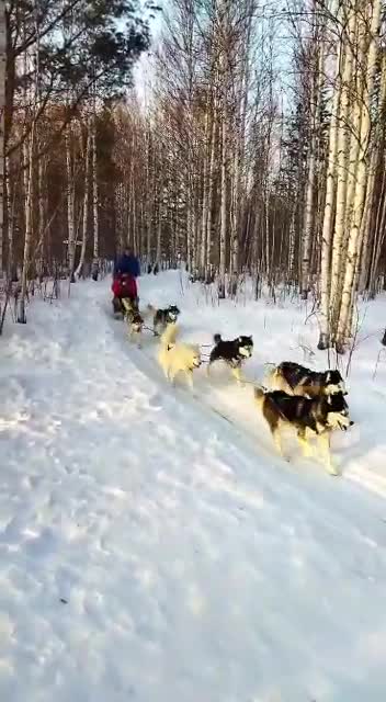 Dog sledding