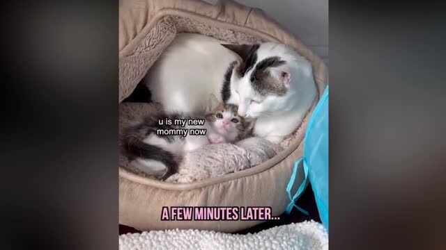 cute cat amazing reation