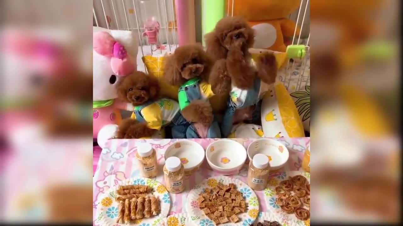 Babblii puppies 🐶
