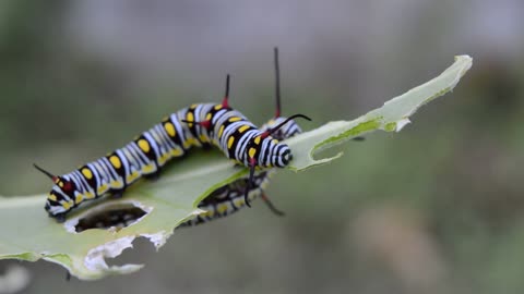 Stunning colors cterpillars attacking a leaf