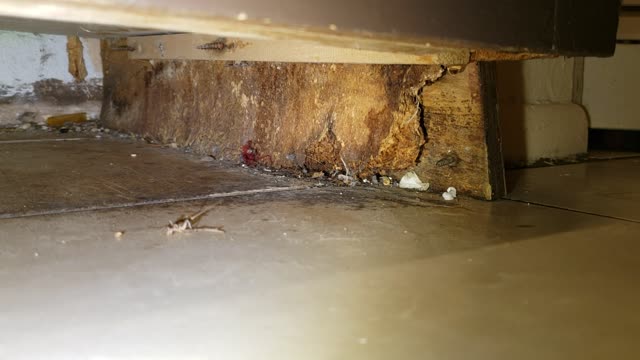 Nasty plumbing leak damage