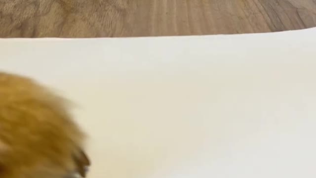 rase The Pen Hack…. #shorts #lifehack #tonnythechefdog #eraser #fi