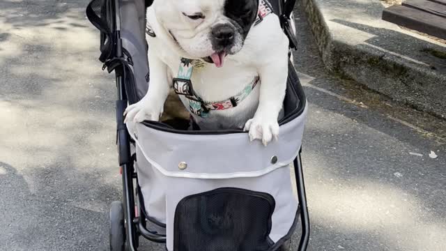 ❤️We might need a bigger stroller! ❤️