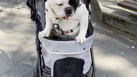 ❤️We might need a bigger stroller! ❤️