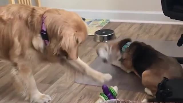 funny dogs playing_new2021