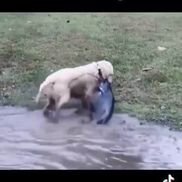 Dog fishing viral trending tiktok video