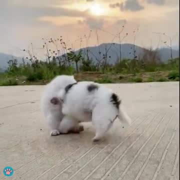 Cute Kitten And Puppy Play Fighting #Shorts