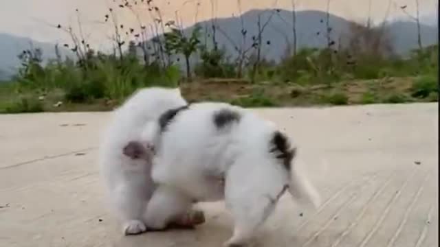 Cute Kitten And Puppy Play Fighting #Shorts