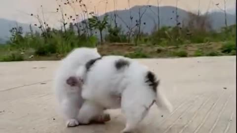 Cute Kitten And Puppy Play Fighting #Shorts