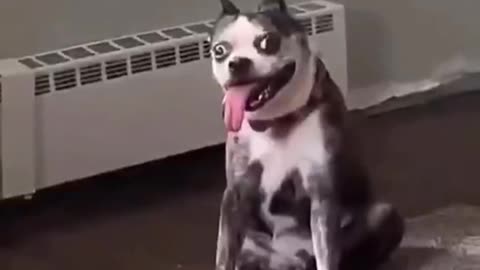 Cute and funny dog