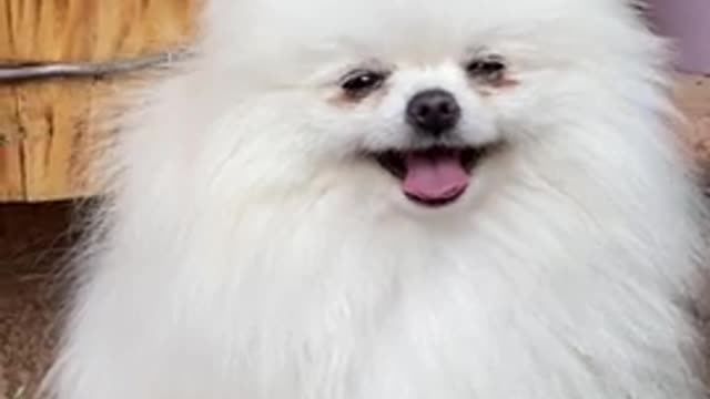 So cute and lovely dog