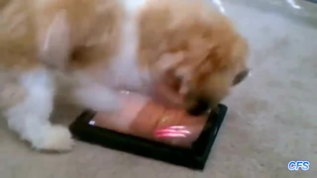 Dogs Playing Fruit Ninja