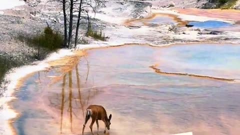 Deer walks into thermal feature in Yellowstone