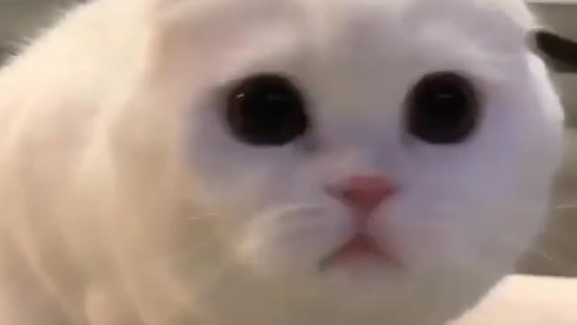 Cat funny movement | Funny Cat Video