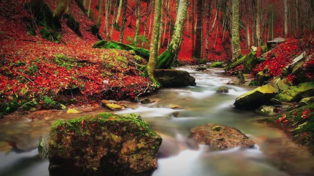 NATURE SOUNDS Nature Sound Of Relaxing Brook (No Music)