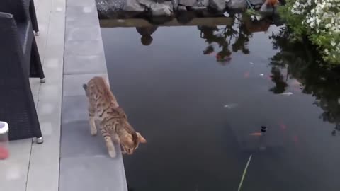 Epic_Cats_Hate_Falling_in_Water(720p)