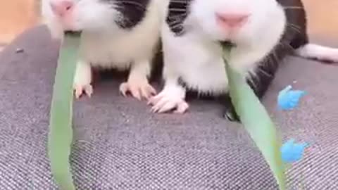 Funny animal videos fun