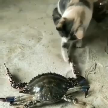 Cat 🐱hand shake 🦀crab