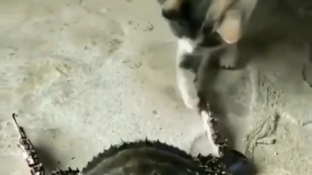 Cat 🐱hand shake 🦀crab