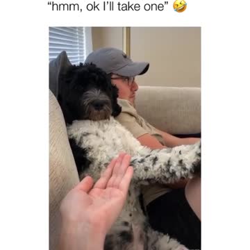 Watch what this dog does when asked if it wants a paw-dicure
