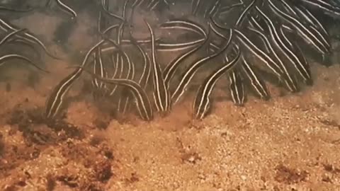 Striped eel catfish gang is cleaning the ground