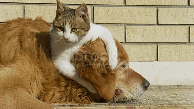 Golden Retriever lying on the porch while little kitten playing with dog's ear.