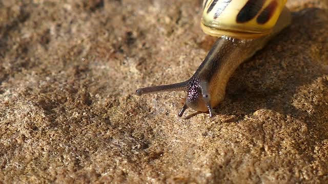 Snail, Mollusc - A very beautiful sight