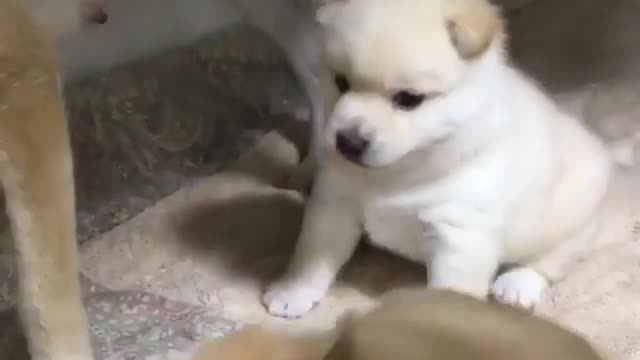 Don't fight for territory with me! go away