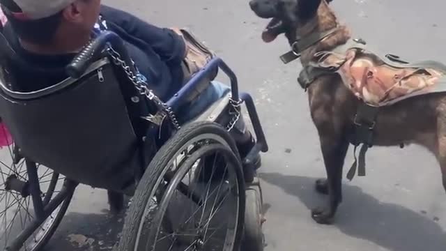 Dog Helps Push Owner In Wheelchair