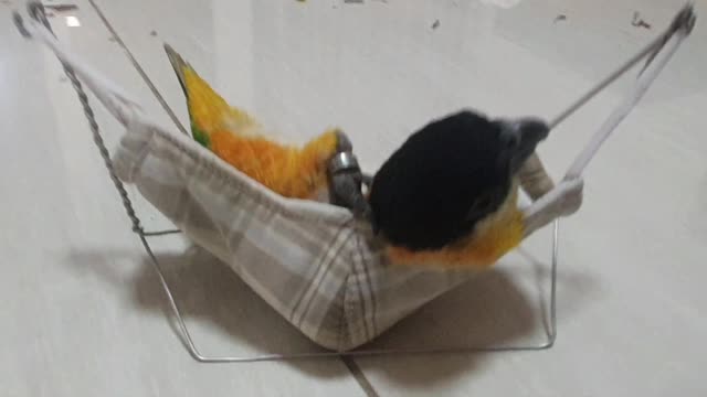 Bird Relaxes in Homemade Hammock