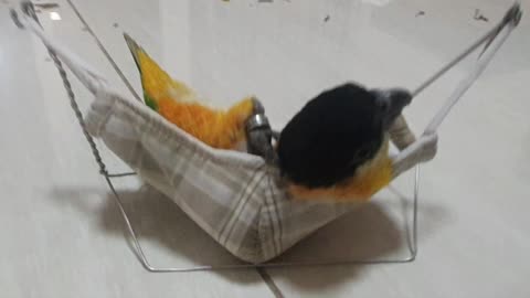 Bird Relaxes in Homemade Hammock