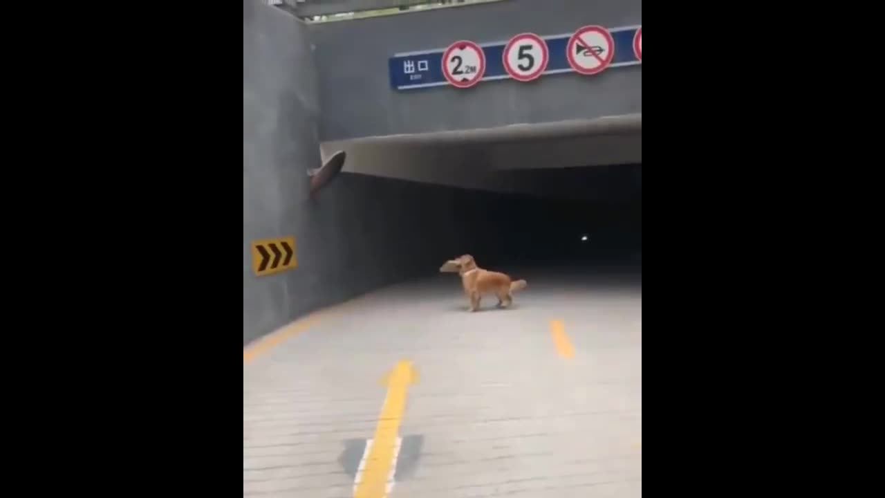 Cute Baby Animal Compilation