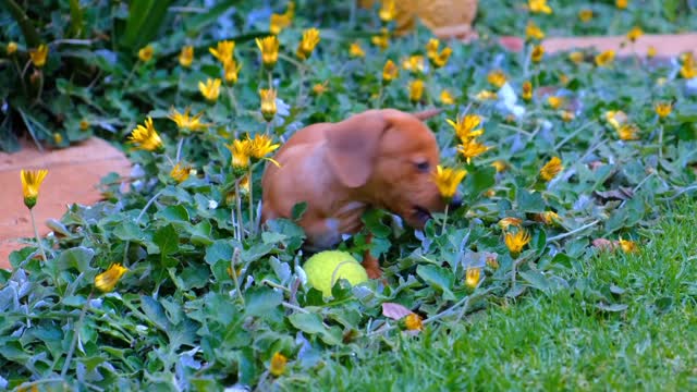 Cute Puppy Playing #Cutepuppy #Funnypuppy