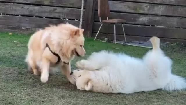 Samoyed really wants to cuddle with doggy buddy