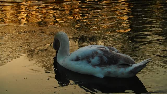 Amazing ducks in lake , I. Love this colour