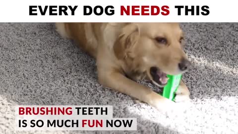 Keep you dog's teeth clean and healthy and also fun