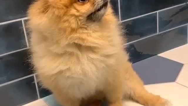 Best Funny Animal Videos 2022 😺 Funny Dog Videos 2022 😁 Funniest Dog Videos 😁😇