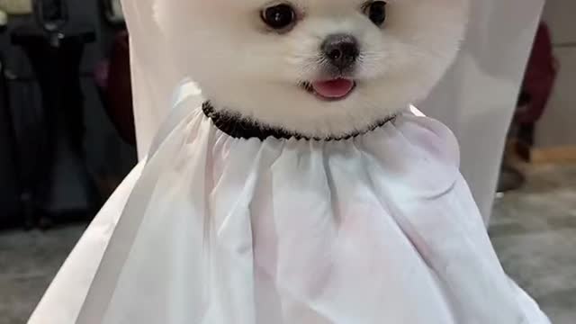 small cute puppy