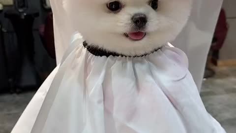 small cute puppy