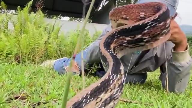 Snake video | snake photography | #dangwr