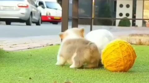 Funny puppy