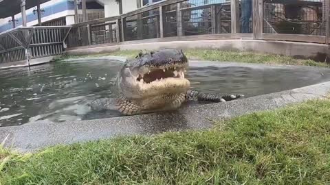 feeding animals in zoo