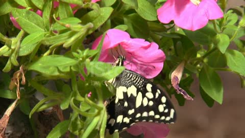 close-up - a beautiful butterfly on a rose garden flowers