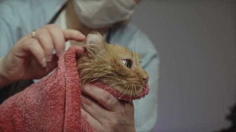 Funny and cute cats videos | Cat after bathing